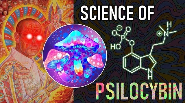 Synthesis of Psilocybin and How Magic Mushrooms Rewire Brain Networks