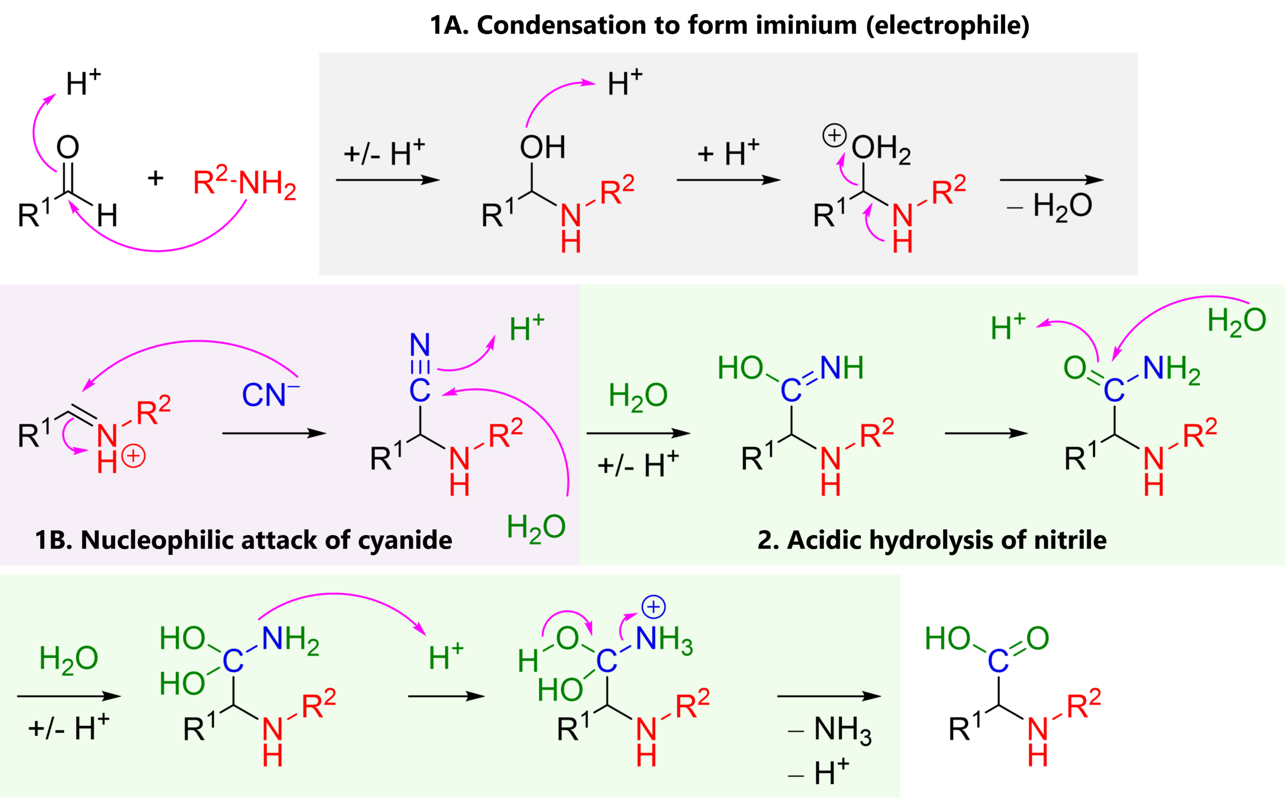 Electron pushing mechanism of the Strecker amino acid synthesis